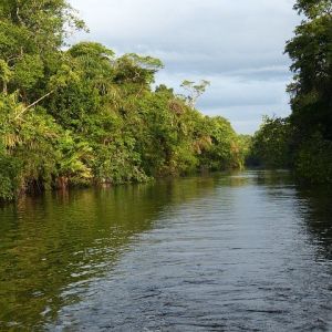 Image of a rainforest lining a river