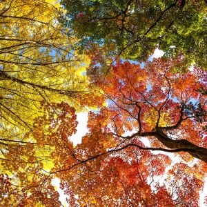 Tree foliage in autumn