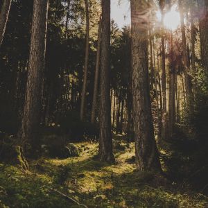Photo of a forest with sunlight streaming through the trees