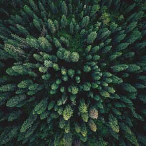 Aerial top view green forest and green trees