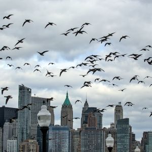 new york city skyline with large flock of canada geese flying in front of skyscrapers and tall high rise buildings on cloudy day in liberty state park (manhattan, nyc) travel destination tourism