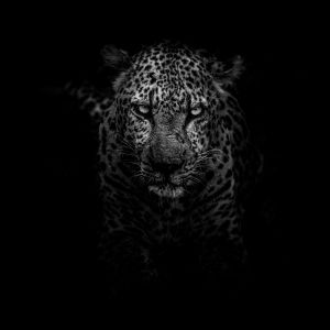 Tiger in black and white