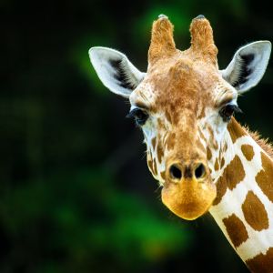 Giraffe looking at the camera