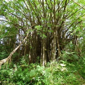 Photo of a large tree with many extending roots
