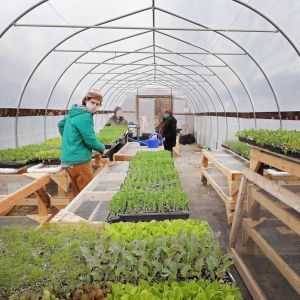 People working in a greenhouse, wearing face masks