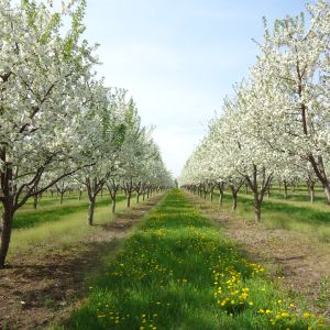 Image displays 2 rows of flowering cherry trees receding in to the distance