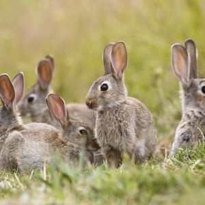 A group of rabbits amongst grass