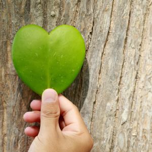 A hand holds a heart-shaped leaf against tree bark