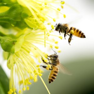 Honeybees on flower