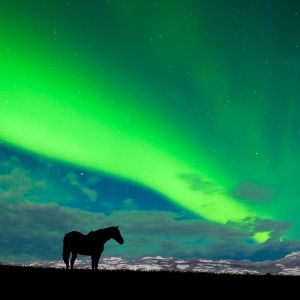 Silhouette of a horse on a ridge while a green aurora band streaks across the evening sky