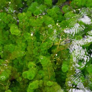 green hydrilla plants under water