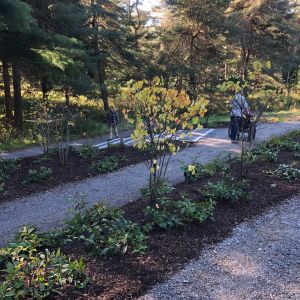A person in grey shirt and black pants pushing person in pink jacket and blue cap in wheelchair outdoors along path between trees and shrubs