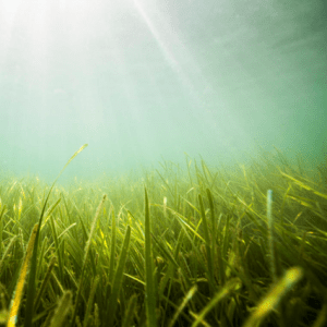 Seagrass on the bottom of an ocean floor, sunlight shining through the top