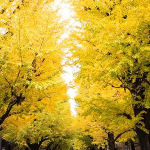 Beautiful yellow ginkgo biloba  leaves in autumn at Tokyo, Japan