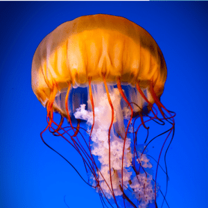 Jelly fish orange floating in blue water