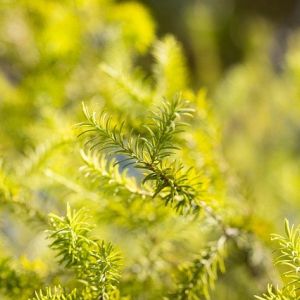 Close-up photo of a juniper branch in sunlight
