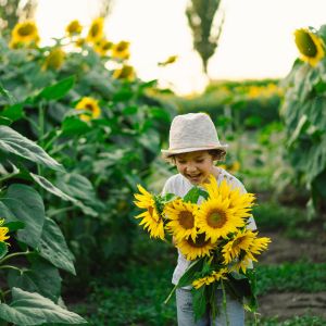 Child walking through sunflower field, carrying a large bouquet of sunflowers and laughing.