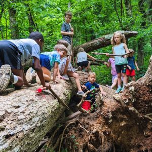 A small group of children climbs on a fallen tree in the forest.