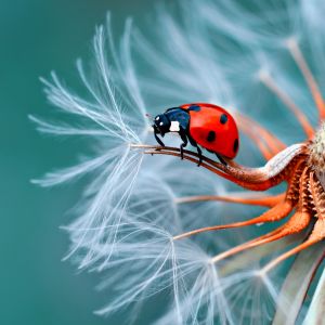 Ladybug crawls on a dandelion seed