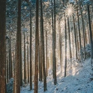 Landscape photo of a wintry forest