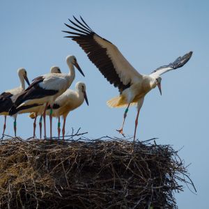 Birds on a nest getting ready to fly
