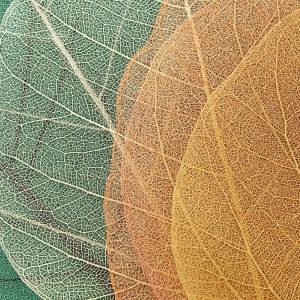 Green and yellow shades of leaves