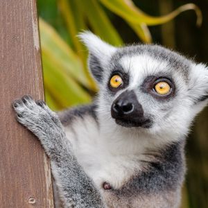 White and Gray Lemur on Brown Surface