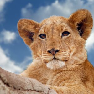 Photo of a lion cub