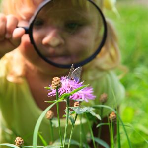 A little girl holds a magnifying glass up to look at butterflies on flowers