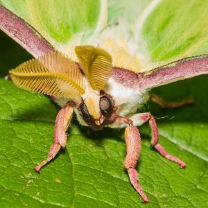 A macro view of a luna moth's face, sitting on a green leaf; their head is tilted slightly to the side and they have fluffy yellow antennae