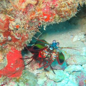 A single, colorful mantis shrimp peeking out from beneath a rocky outcrop in the ocean.