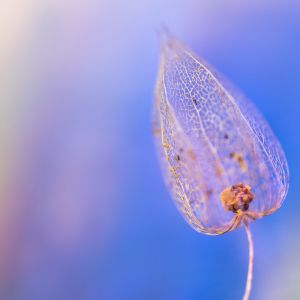 Groundcherry against rainbow background