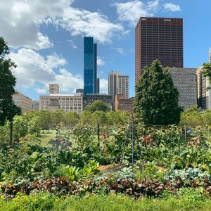 Urban farm, skyscraper backdrop.