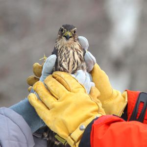 Merlin falcon held by two pairs of hands