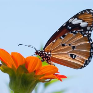 Monarch butterfly on a flower