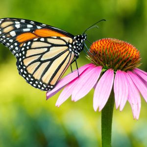 A monarch butterfly sits on the left side of a pink flower; the background is blurred and green