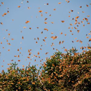 Group of monarch butterflies flying around