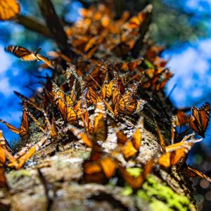 A group of monarch butterflies on a tree.