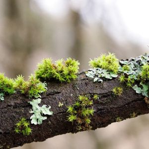Moss and lichen growing on a branch
