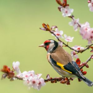 Finch with red, yellow, black, brown patches sits on branch with red and pink flowers.