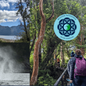 a collage of three images, one with a mountainscape, one of a humpback whale fluke, and one of people walking through a temperate rainforest