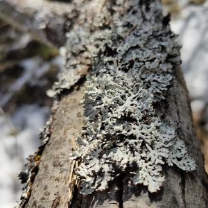 Close up of pale lichen on a fallen log