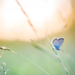 A blue butterfly on a wild barley stem