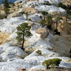 Landscape photo of evergreen trees interspersed between yellow and white rocks