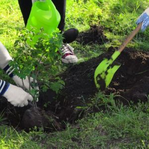 A pair of hands holding a small tree, another pair of hands digging in the ground with a shovel, and a third pair of hands holding a watering can.