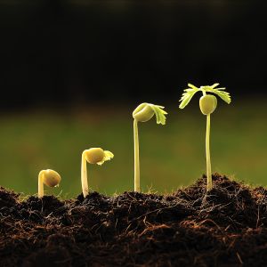 Seeds sprouting from soil