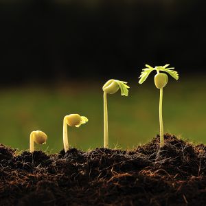 Seedling grows from soil