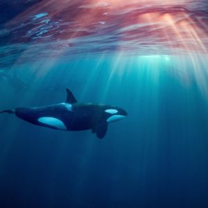 Orca swimming underwater