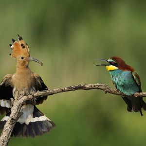 two birds on a branch