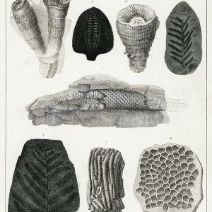 Vintage 1700s illustrations of fossils by Oliver Goldsmith